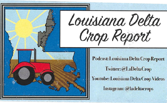 Louisiana Delta Crop Report